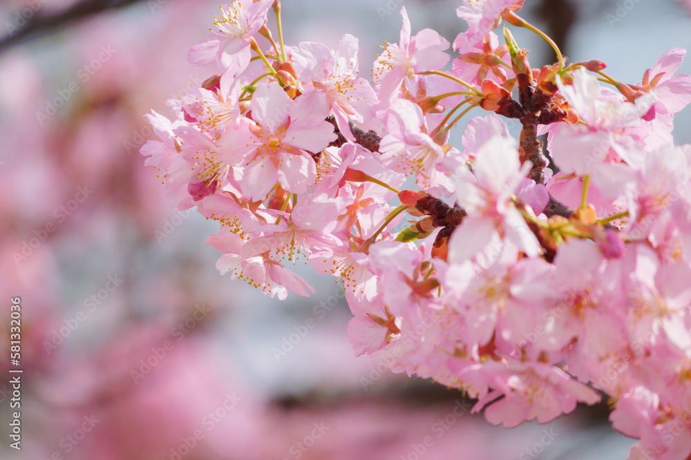 Obraz premium Beautiful pink cherry blossoms swaying in the wind on a sunny spring day.