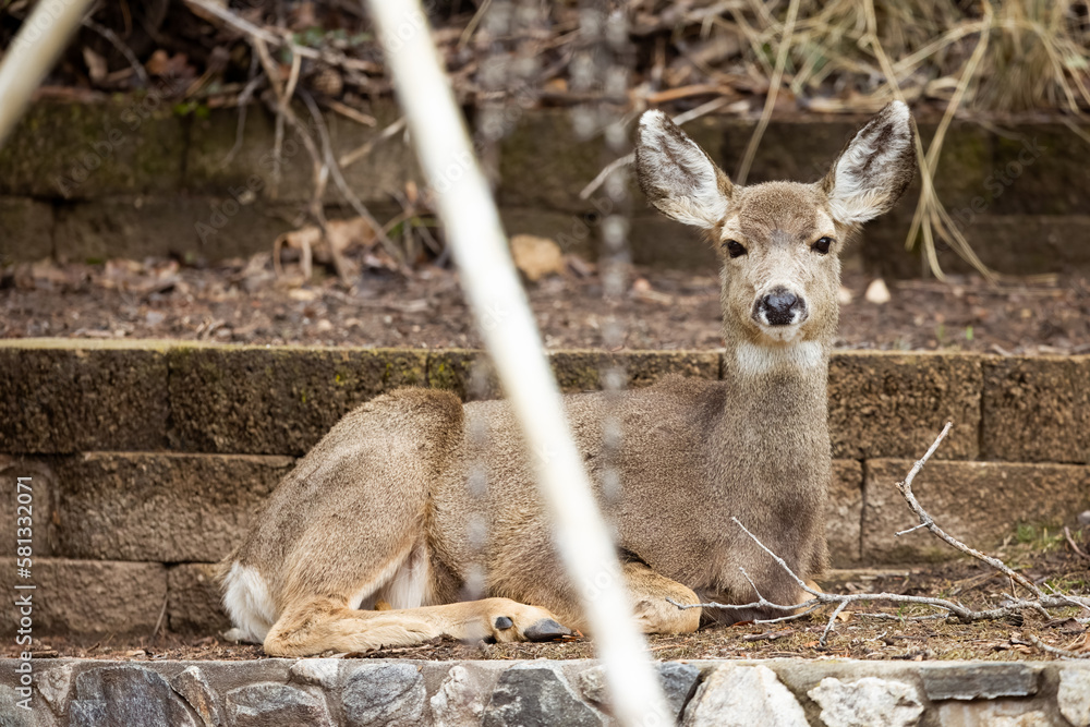 Obraz premium Mule Deer