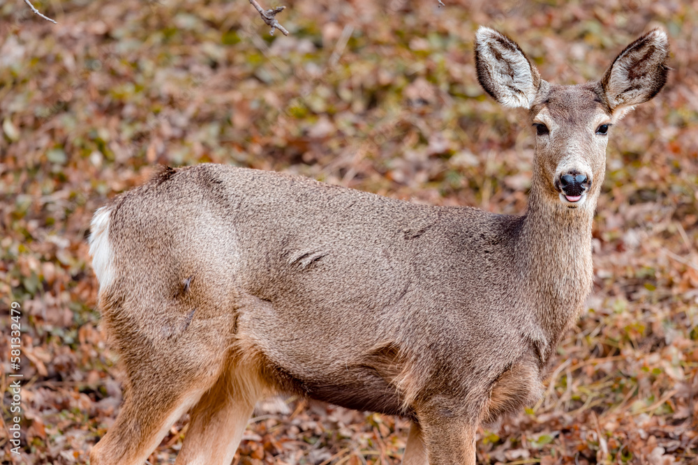 Mule Deer