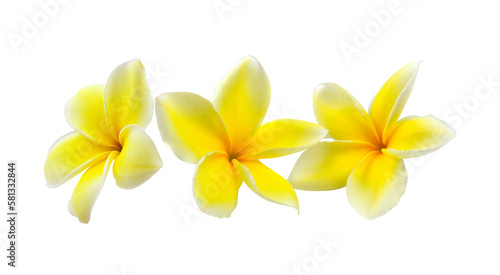 Frangipani flower isolated on transparent png