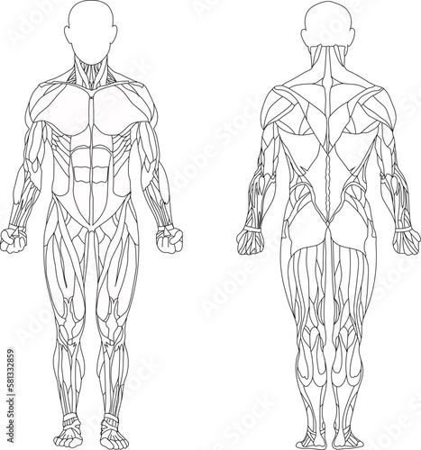 Human body. Man. Muscles of the male body. Front and back views. Vector.