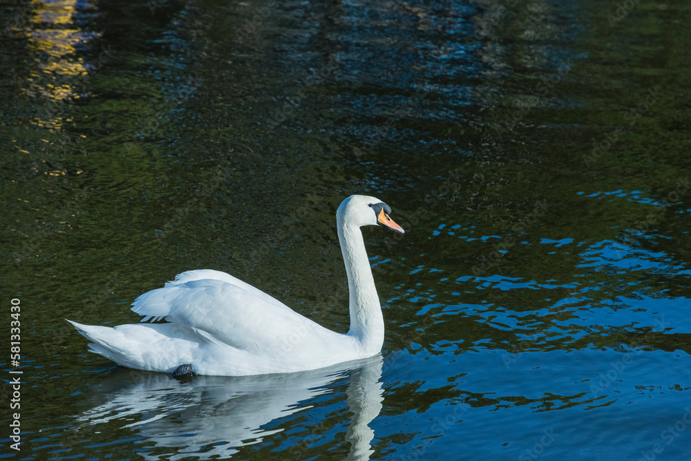 Fototapeta premium White swan floating on the pond