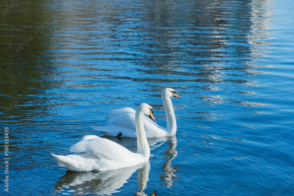 Pair of swimming swans in a pond in the park Pair of swimming swans in a pond in the park