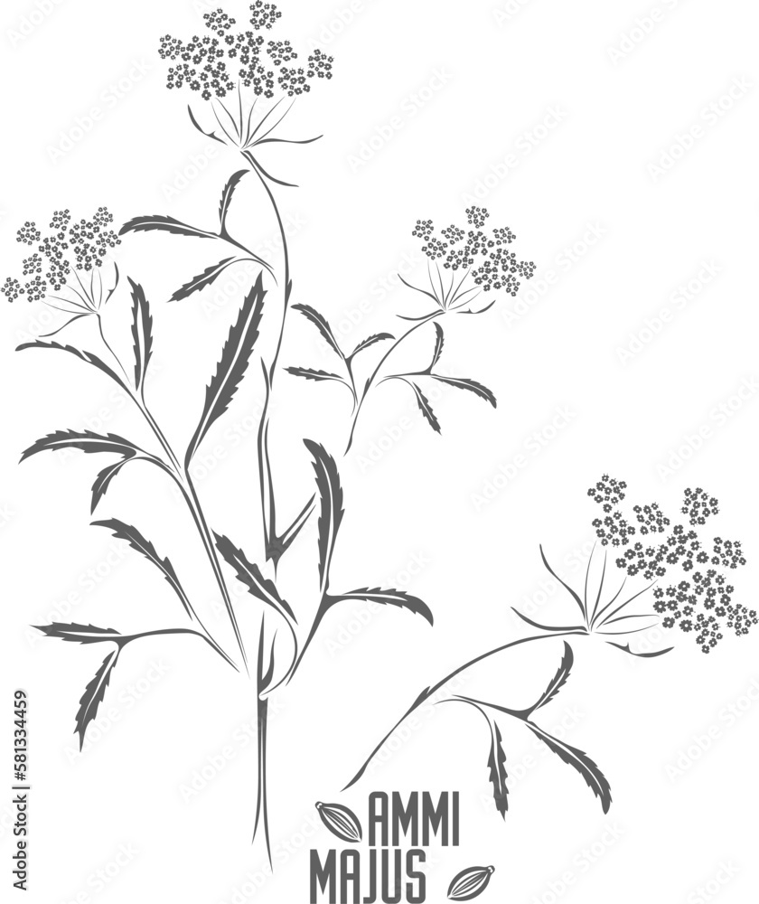 Obraz premium Ammi majus stem with leafs and flowers vector silhouette. Greater Ammi medicinal herbal outline. Set of Ammi majus blossom contours for pharmaceuticals and cosmetology.