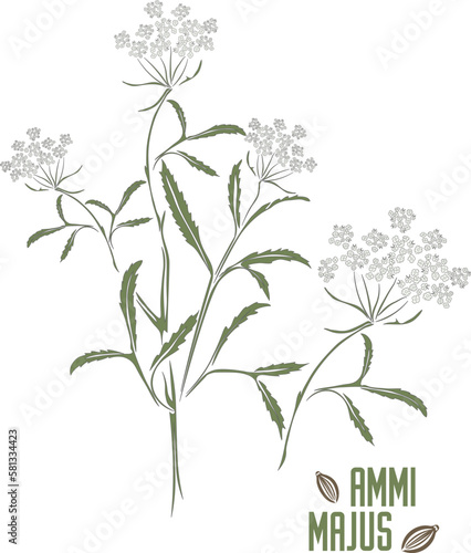 Greater Ammi stem with flowers and leafs vector. Greater Ammi medicinal herbal outline. Set of Ammi majus blossom contours in green color for pharmaceuticals and cosmetology.
