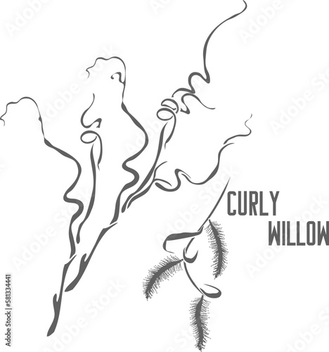 Curly willow branches vector silhouette. Curly willow branches and buds In Line for decor.  Outlines of Curly willow branches with buds