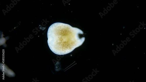 Worm order Acoela under a microscope, phylum Xenacoelomorpha, possibly family Convolutidae. Red sea photo