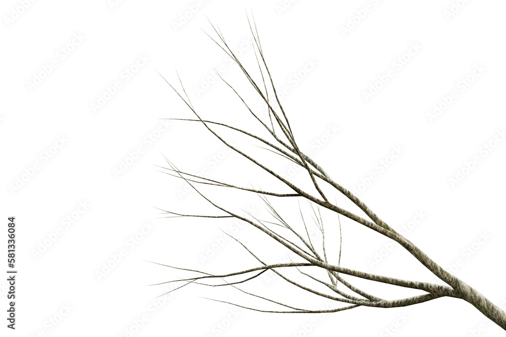 Obraz premium Tree dry branch isolated on transparent background, 3d render illustration.