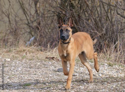 Close-up of a young adorable Belgian shepherd dog Malinois running outdoors