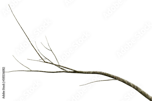 Tree dry branch isolated on transparent background, 3d render illustration.