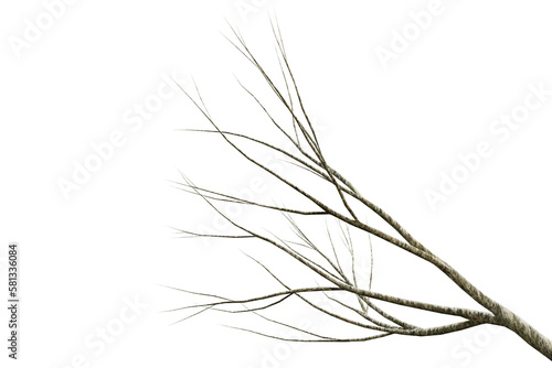 Tree dry branch isolated on transparent background  3d render illustration.