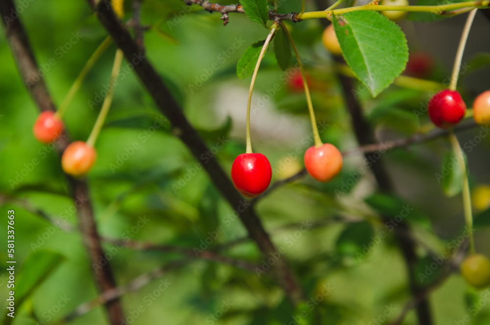 cherries ripen on the bush, red and yellow berries cherries ripen on the bush, red and yellow berries