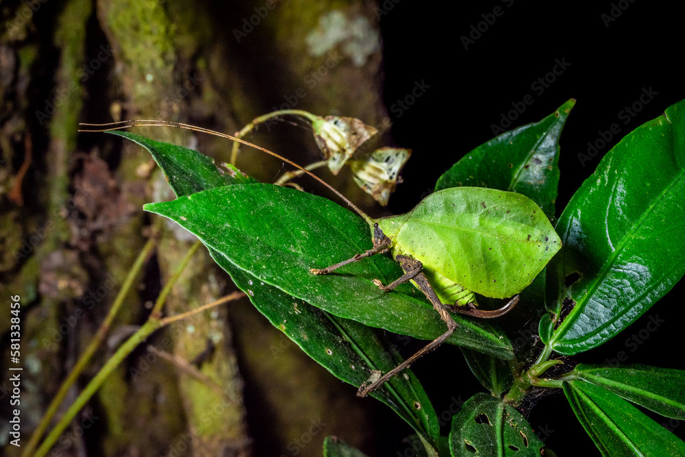 Leaf grasshopper from Costa Rica Leaf grasshopper from Costa Rica