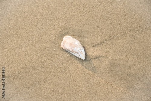 Seashell on the beach