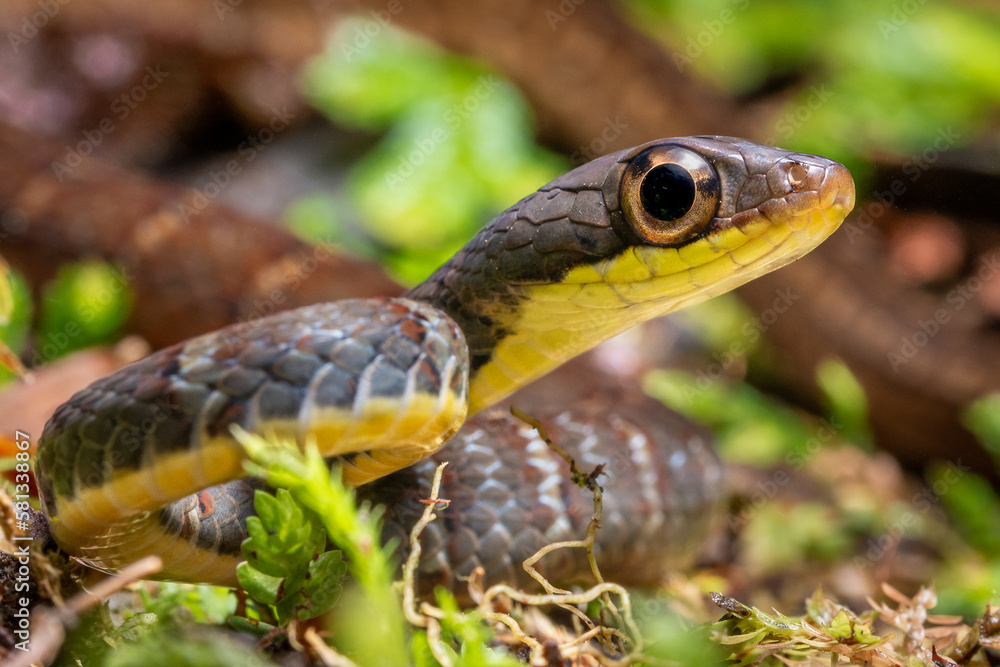 Gorgeous Costarican Dendrophidion apharocybe snake Gorgeous Costarican Dendrophidion apharocybe snake