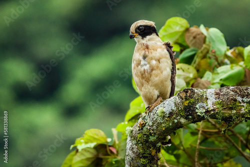 Laughing falcon (Herpetotheres cachinnans) from Costa Rica