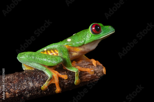 Red eyed tree frog (Agalychnis callidryas) © Allen