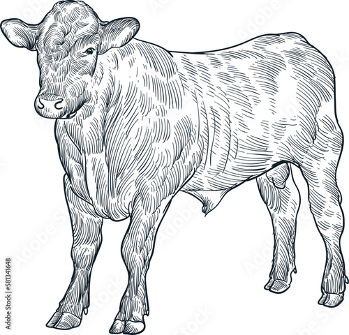 Vintage hand drawn sketch Santa Gertrudis cattle Eid al adha 
