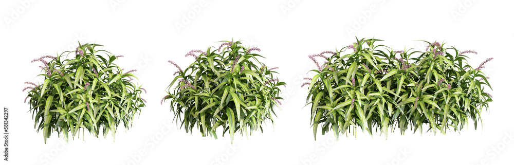 Fototapeta premium Plant and shrubs in 3d rendering isolated