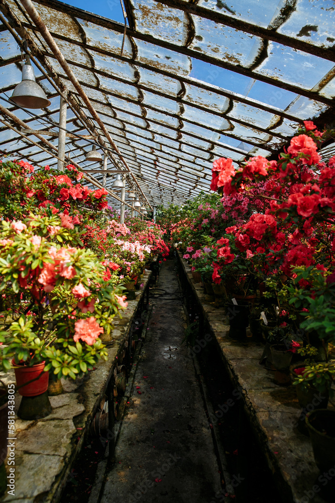 A winter greenhouse for azaleas standing on shelves in pots