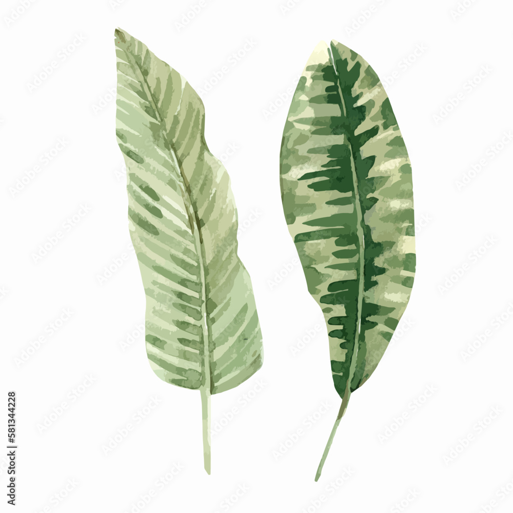 Beautiful autotraced vector clip art stock illustration with hand drawn watercolor colorful tropical palm leaves. Beautiful autotraced vector clip art stock illustration with hand drawn watercolor colorful tropical palm leaves.
