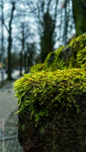Green moss on the old streets of the city.