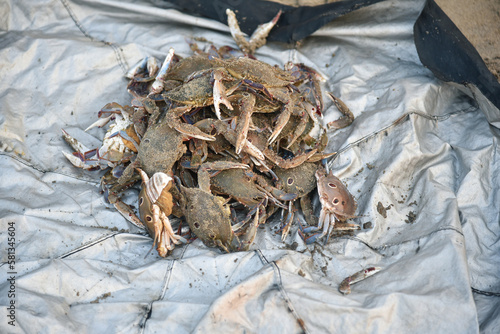 Sea Crab Carnage: The Stunning Aftermath of a Battle Beneath the Waves
