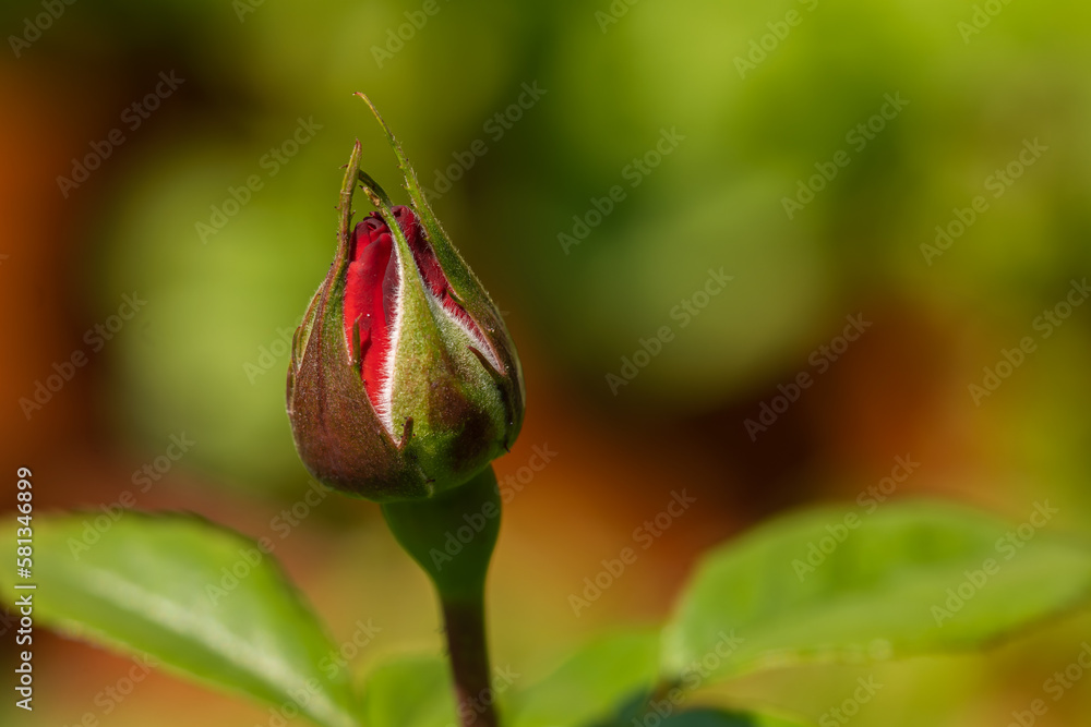 Hot cocoa rose flower bloom in garden spring summer time Hot cocoa rose flower bloom in garden spring summer time
