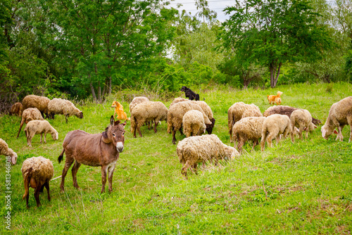 Flock of sheep with one donkey are grazing grass on meadow