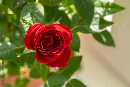 Fototapeta Naklejka Na Ścianę i Meble -  Hot cocoa rose flower bloom in garden spring summer time