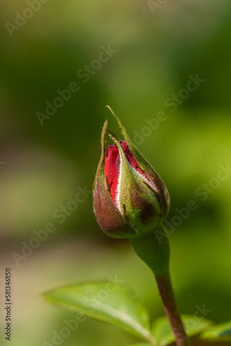 Close-up of hot cocoa rose flowers beginning to bloom in the spring or summer sun