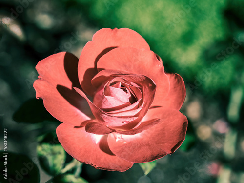 Close up view of red rose flower photo