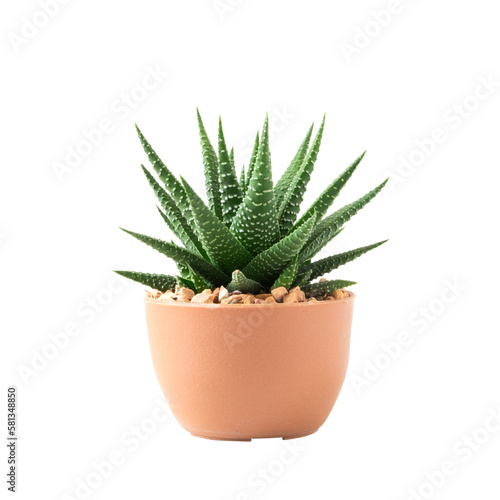 Small plant in pot succulents or cactus isolated on transparent background by front view