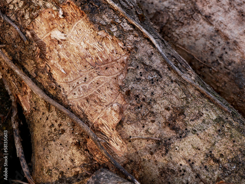 Close-up of an ash log attacked by xylophagous, loss of bark and holes in the wood.