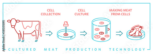 Lab grown meat infographic. Editable vector illustration