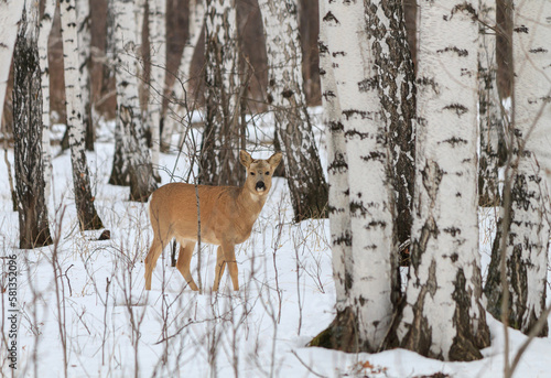 Photo hunting for deer  Capreolus . Winter forest.