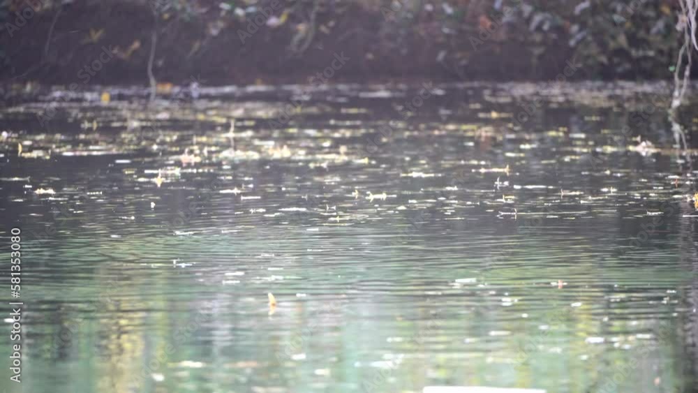 Ducks in the pond. Gold autumn. Birds in the wild. Duck swims in autumn the city park. Birds and animals in wildlife concept. Slow motion Ducks in the pond. Gold autumn. Birds in the wild. Duck swims in autumn the city park. Birds and animals in wildlife concept. Slow motion