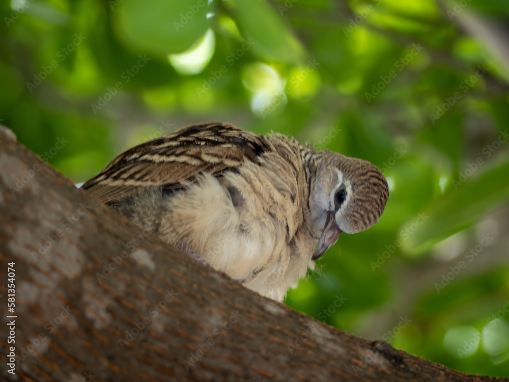 Obraz premium juvenile Zebra Dove on the branch of the tree