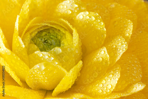 Tender yellow ranunculus flower. Close up  view