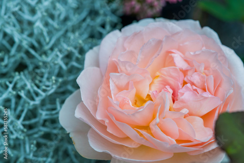 Champagne Pink Color Rose (Kordes) Flower bloom in backyard garden spring summer time 