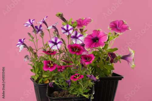 Multicolored petunia flowers isolated on pink background.