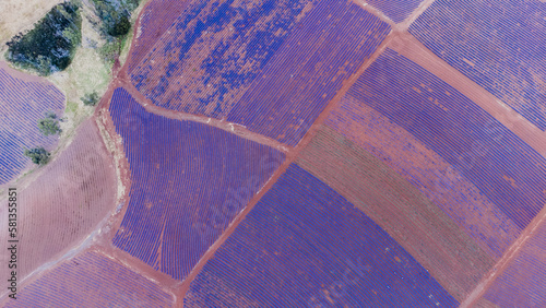 Fotografi Aerial photo Lavender Fields in Tasmania Australia