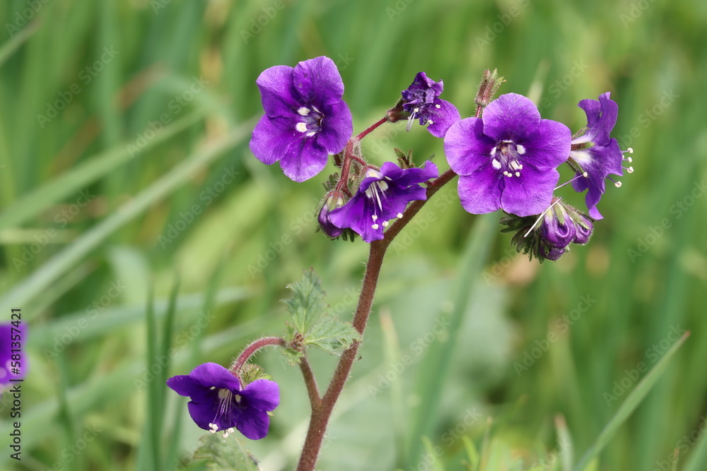 Purple flowering terminal determinate scorpioid cyme inflorescences of Phacelia Parryi, Boraginaceae, native annual monoclinous herb in the Santa Monica Mountains, Transverse Ranges, Winter.