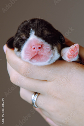 Unrecognizable human hand with ring carefully hold small puppy of Welsh corgi dog with pink paw in gray studio. Closeup