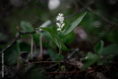 flower in the forest