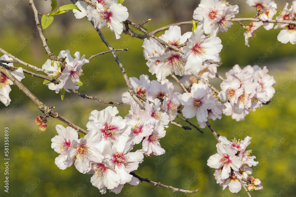 Closeup of beautiful white pink flowers of a blossoming almond tree in an almond garden orchard Closeup of beautiful white pink flowers of a blossoming almond tree in an almond garden orchard