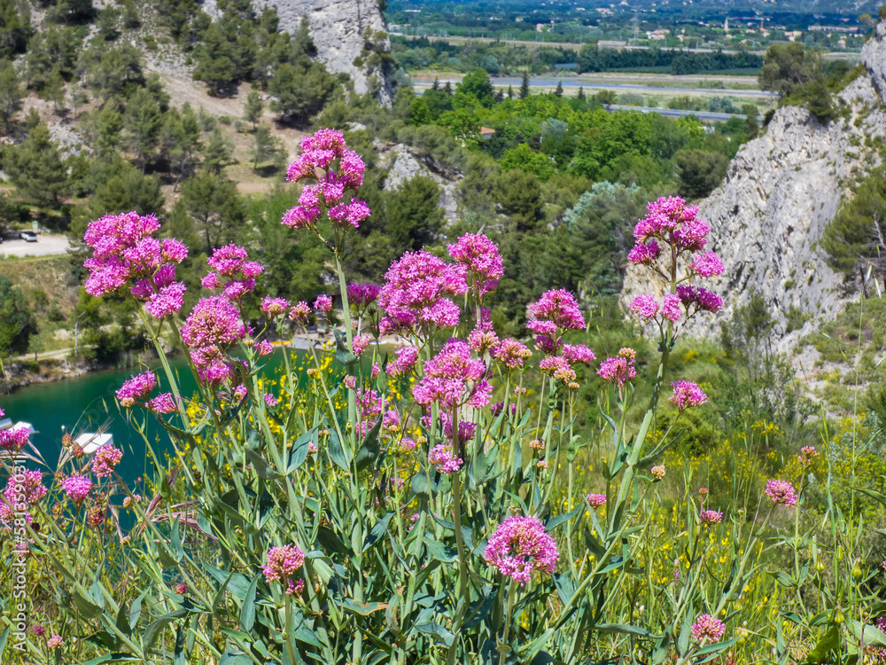 Obraz premium Landscape with a breathtaking view of the heights of the Alpilles in Provence in France with red valerian in the foreground and the lake of Orgon below 