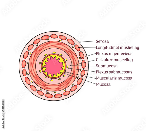 Layers of GI Tissue slice anatomy vector illustration with labels