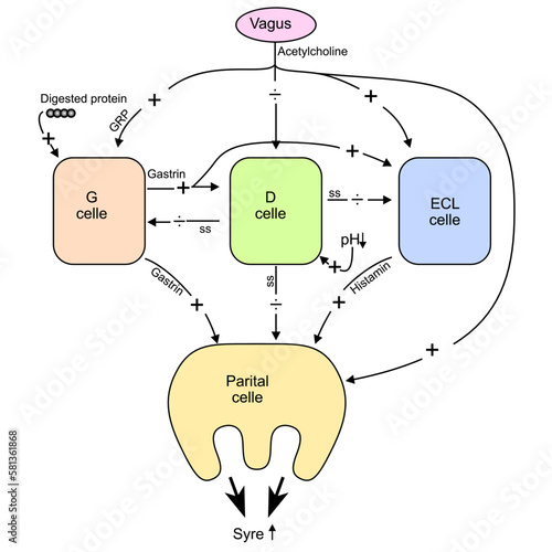 Vigus G-D-ECL parietal cells Acid Secretion Gastric Function. The Gastrointestinal System Physiology vector illustration