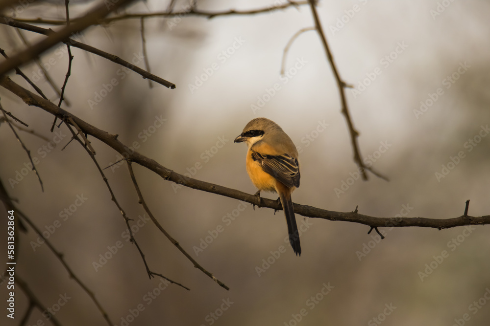 yellow backed long-tailed shrike on a branch with clear background yellow backed long-tailed shrike on a branch with clear background